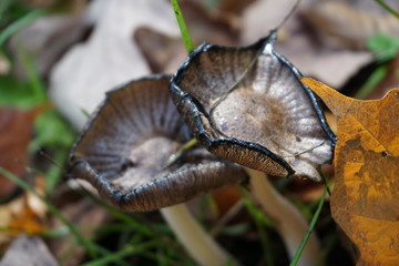 mushrooms in the forest