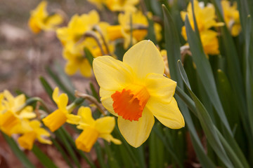 Obraz premium daffodil field