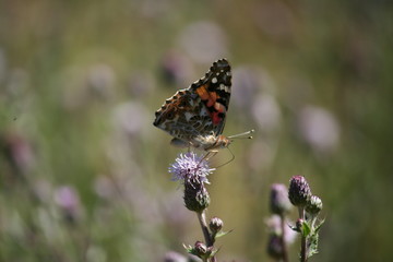 Insekten