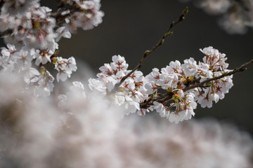 桜の風景