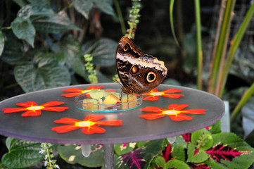 Schmetterling, ein großer Falter mit braunen Augen am gedeckten Tisch