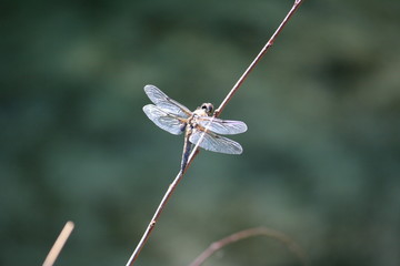 Insekten