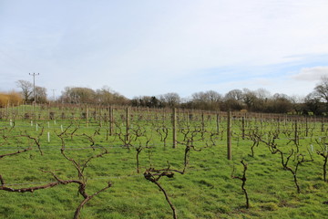 Vine Yard in the UK