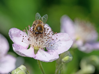 Blühende Brombeeren mit Biene, Nahaufnahme