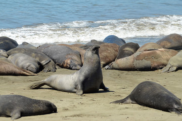 Big sea elephant bull there is the proud winner of a battle for his harem. Tourism, Highway 1, travel and wildlife concepts