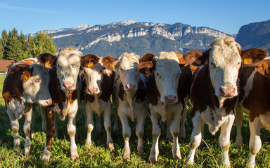 Vaches en Chartreuse