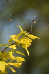 Obraz premium Insekten
