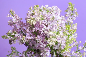 A fragment of a delicate bouquet of lilacs on a purple background, close-up.