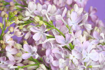 A fragment of a delicate bouquet of lilacs on a purple background, close-up.