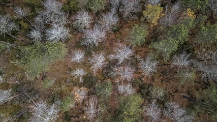 Aerial view of drone, with typical Portuguese forest, crown of trees, pines and oaks