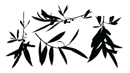 Fototapeta Gałązka oliwna ilustracja sylwetka obraz