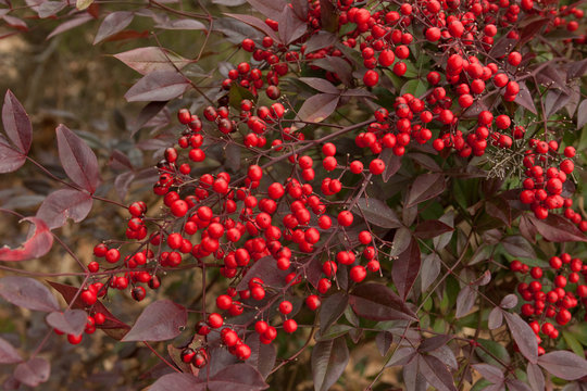 Winterberry Ilex