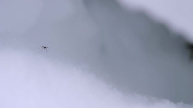 Chionea crassipes. Insect crawls through the snow.