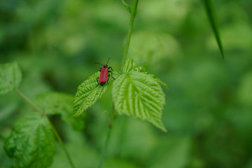 red fire beetle sitting on green leaf