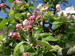 Apfelbaum blüht.