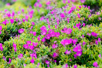 Obraz premium Purple Flowers