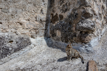 Single black and gray young tabby cat looking to the left side sitting on a stone from a rock wall in Matera, Basilicata region, Italy. Warm summer day