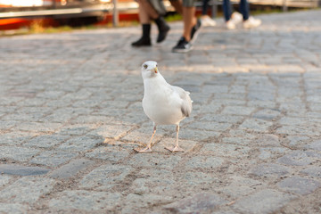 seagulls on the pier