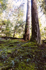 Trees have personality