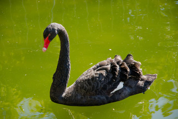 Cygnus atratus or black swan swimming in a lake, macro