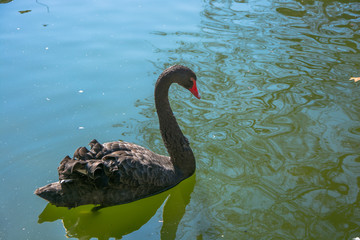 Cygnus atratus or black swan swimming in a lake, macro, copy-space