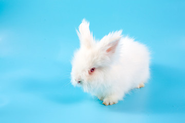 Happy Easter Day. White rabbit on blue background. Cute White baby bunny on blue background.