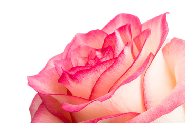 pink rose isolated