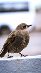 sparrow on a fence