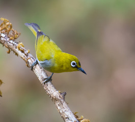 Oriental white eye perched on a branch