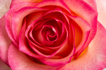 pink rose isolated