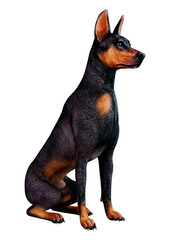 3D Rendering Doberman Dog on White