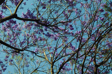 jacaranda treetop purple flowers this show the start  of spring
