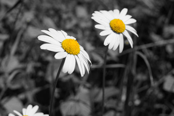 black and white and yellow picture of daisy flowers