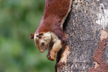 Giant Malabar Squirrel climbing down a tree