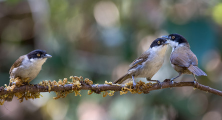 Dark fronted babblers perched on a branch