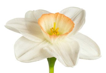 daffodil flower isolated