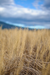 Obraz premium Summer field