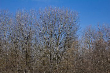 Obraz na płótnie Canvas Tree against the blue sky.