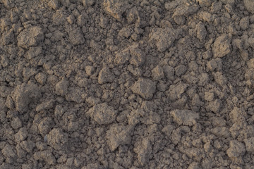 Plowed soil for planting radishes.