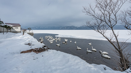 Swan Lake Fuji Mountain Scenery