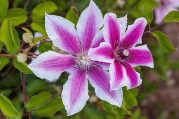 pink clematis stripe