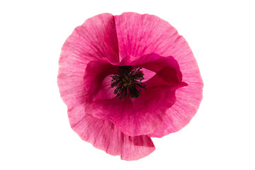 pink poppy isolated