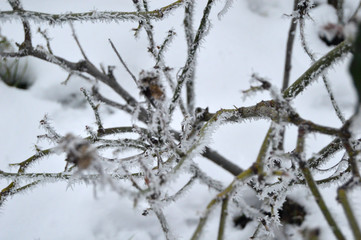 Rosier sous la neige