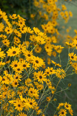 helianthus sunflower