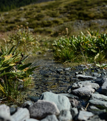 stream in the forest