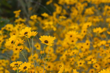 Fototapeta premium helianthus sunflower meadow