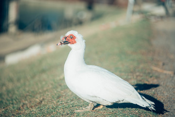 cairina moschata