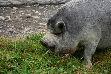 Beautiful gray small domestic pig on the road.