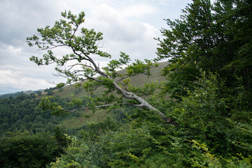 Fototapeta premium Ancient beech forest on the slopes of the Carpathian Mountains.
