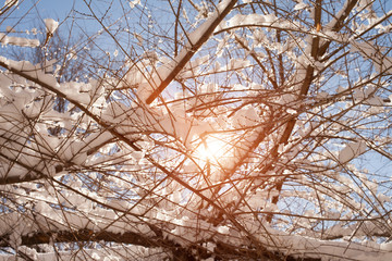 tree branches in the snow Sunny winter day